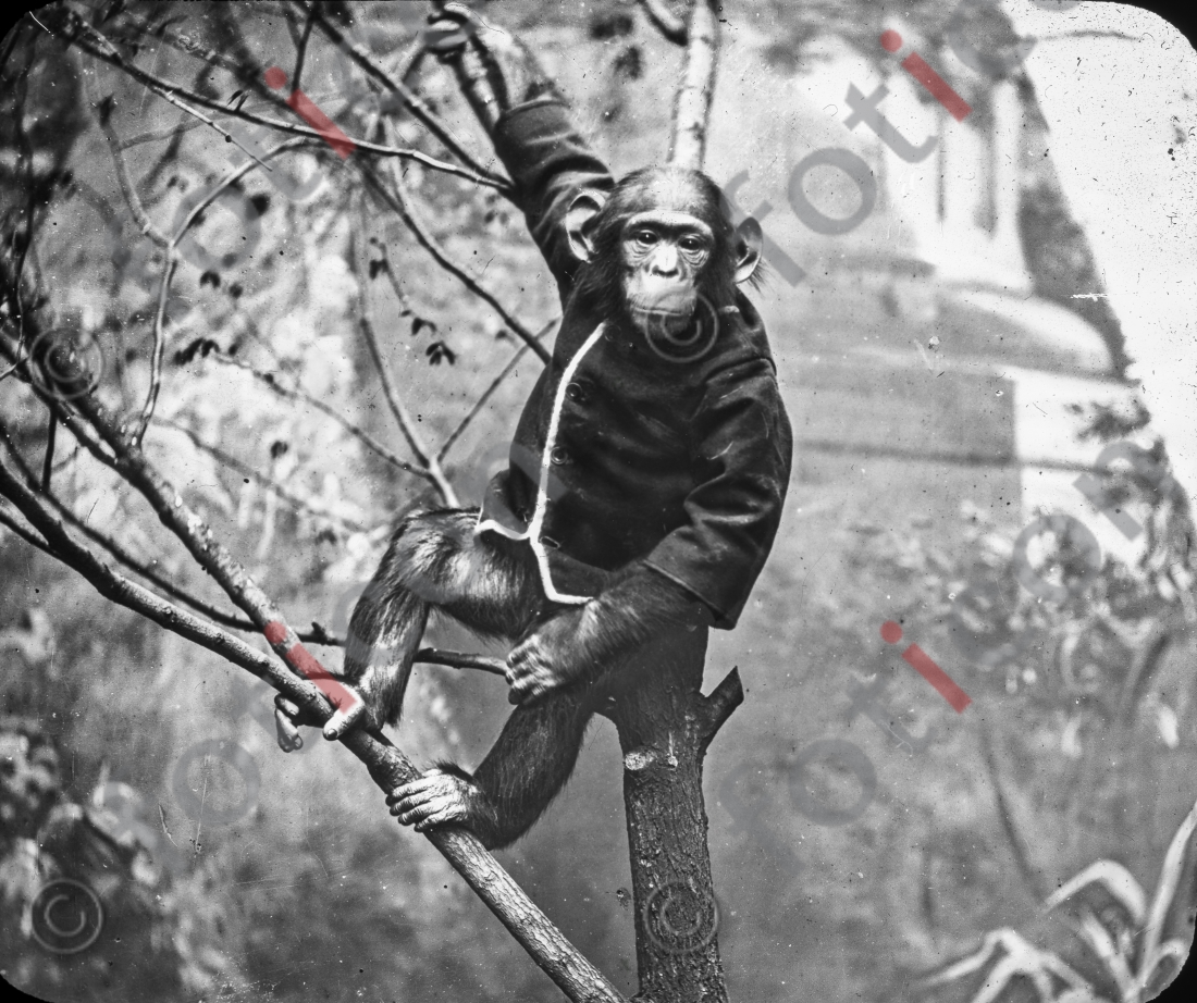 Schimpanse | Chimp - Foto foticon-simon-167-024-sw.jpg | foticon.de - Bilddatenbank für Motive aus Geschichte und Kultur
